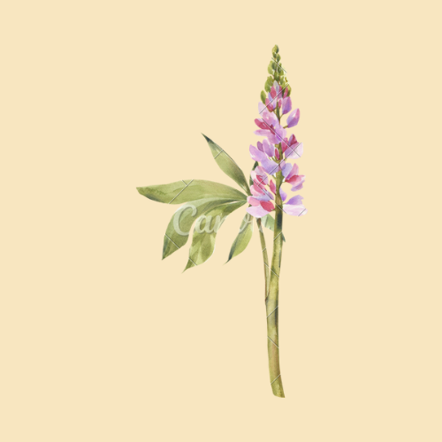 Ayurveda+Loka+Alleviate+Health+Concerns